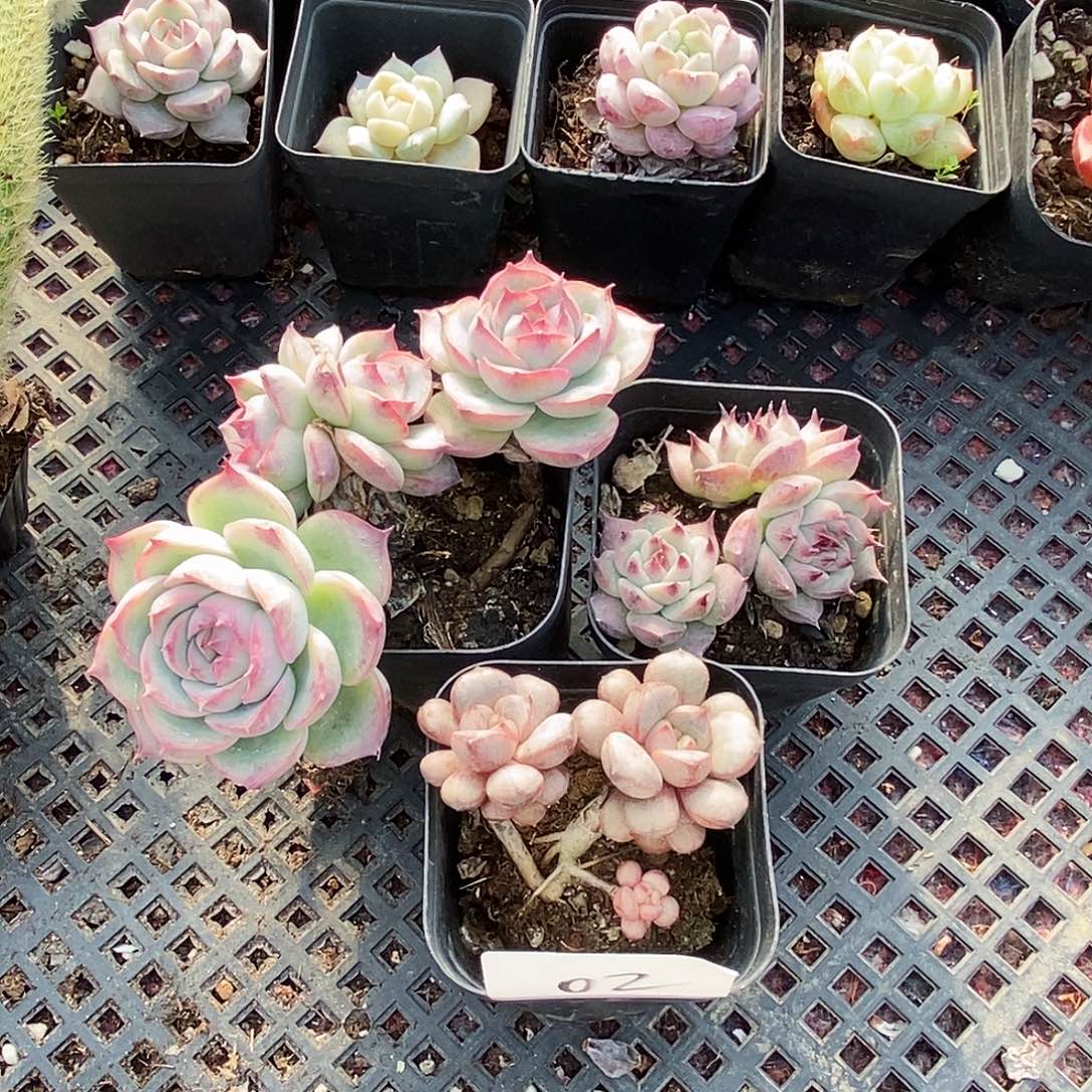 02 精品多肉组合多肉