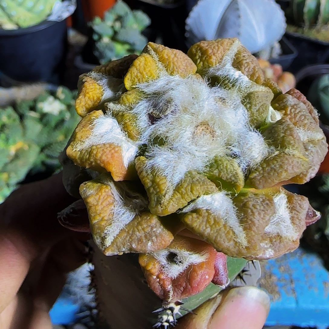 大尤黑牡丹锦420