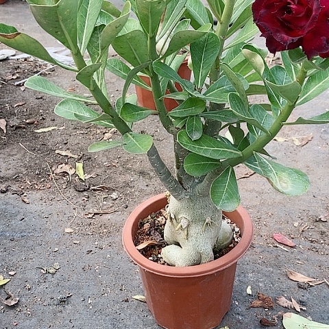 【闪购商品】无花朵林*