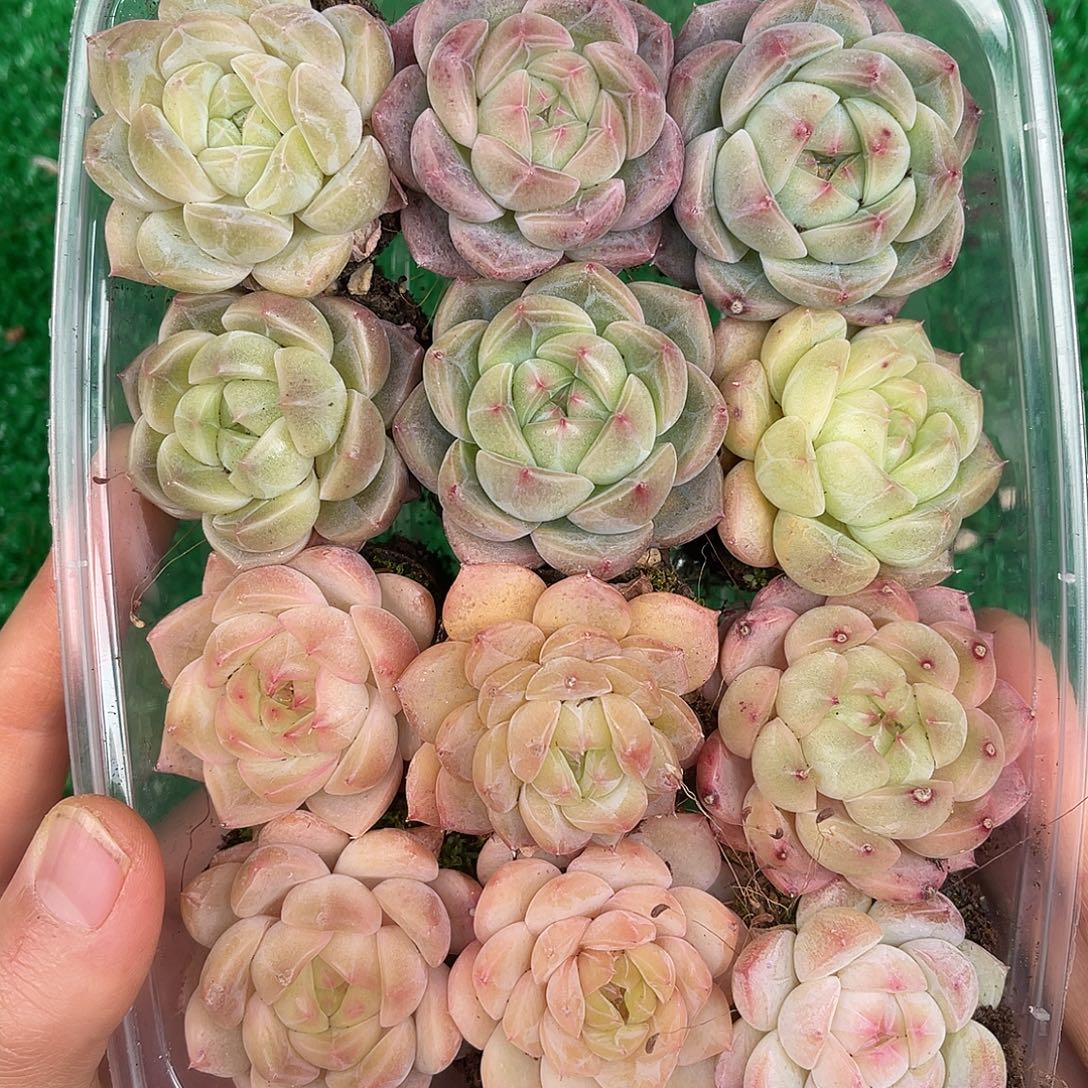 多肉一物一拍27-57