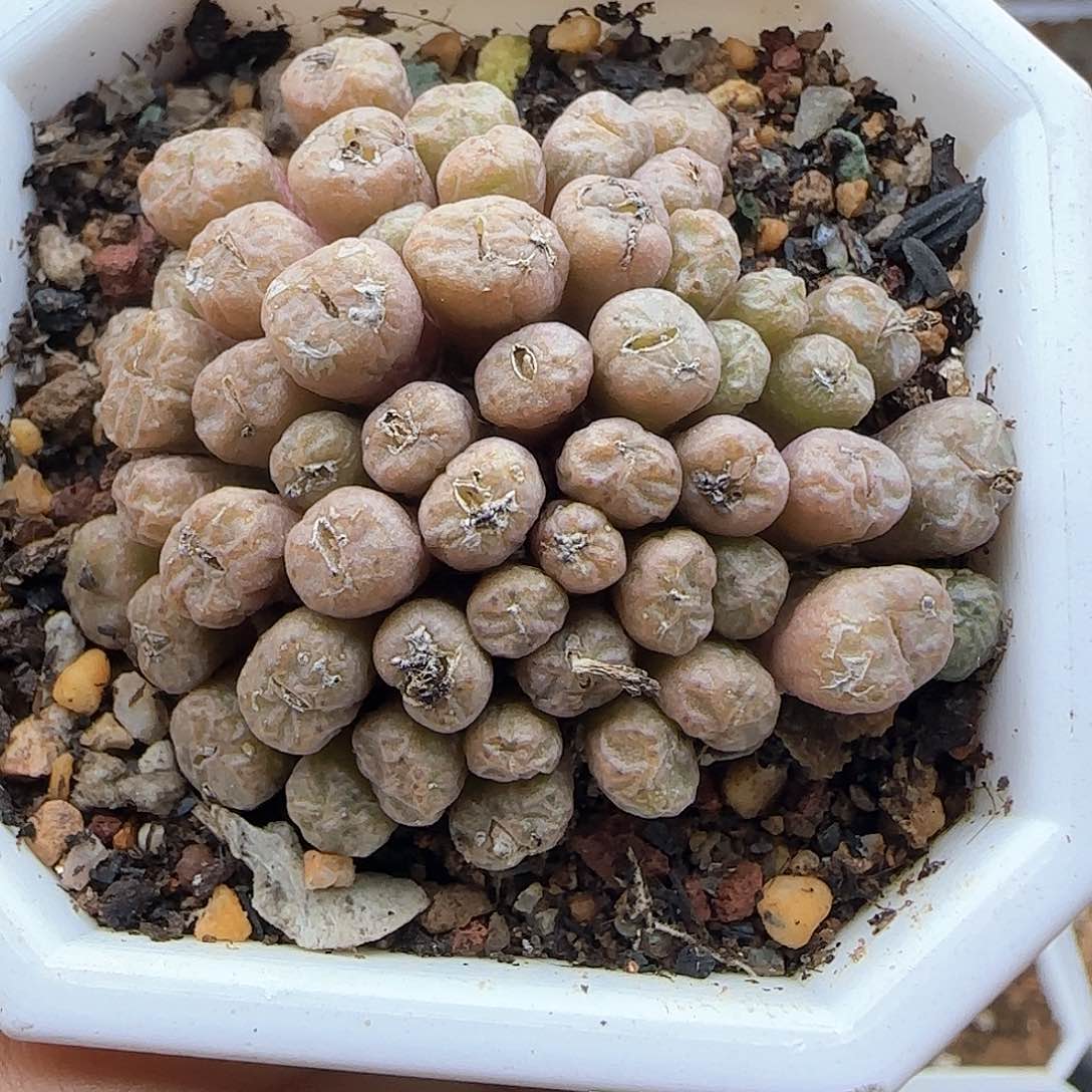 脱土满28包邮24926