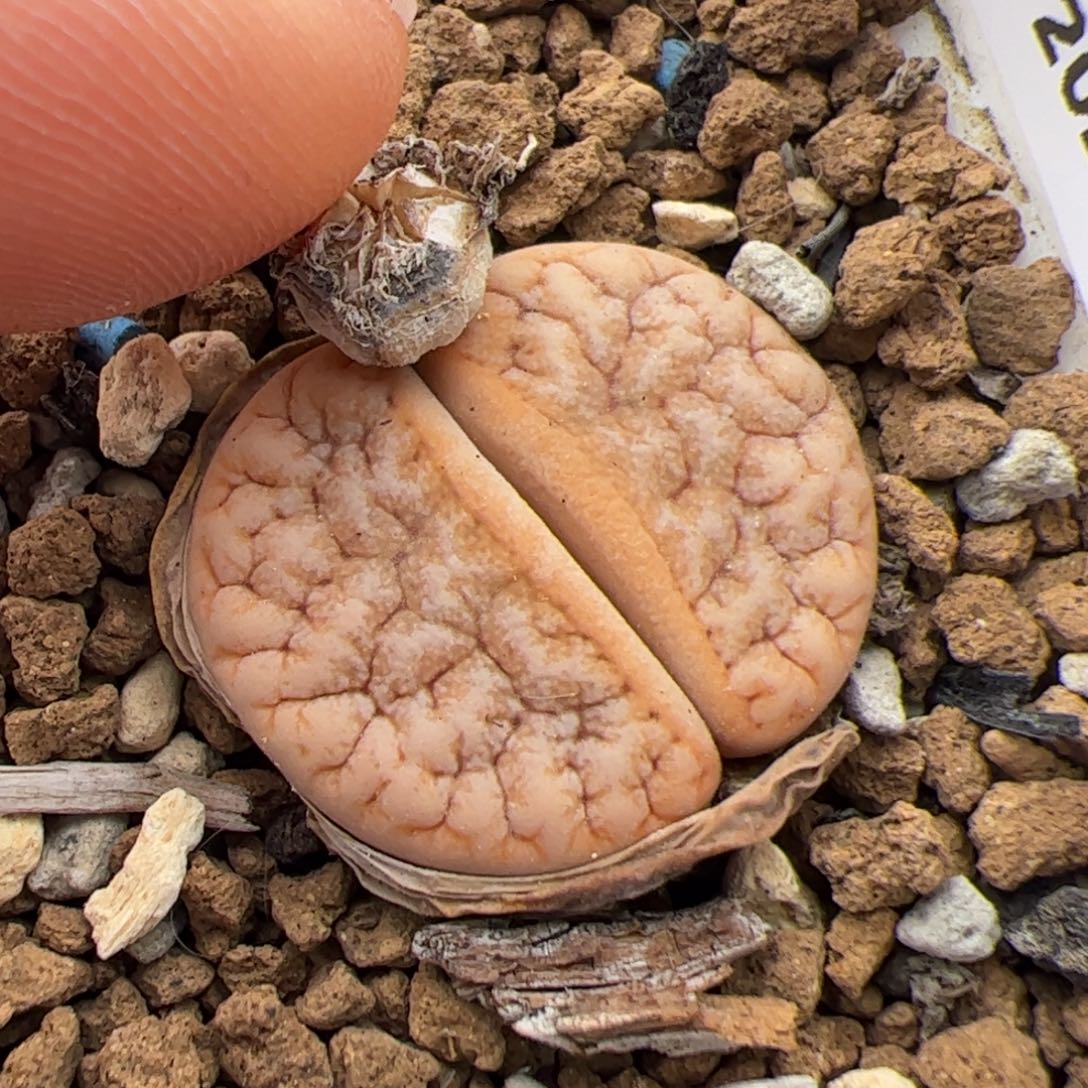 0739号 拿铁 多肉植物