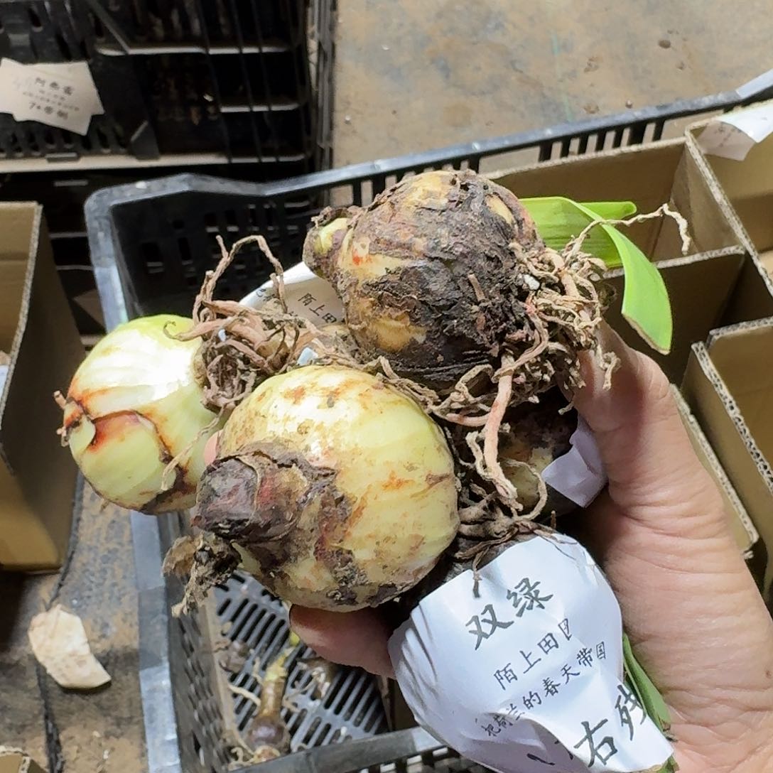 双绿4左右残次不包养护