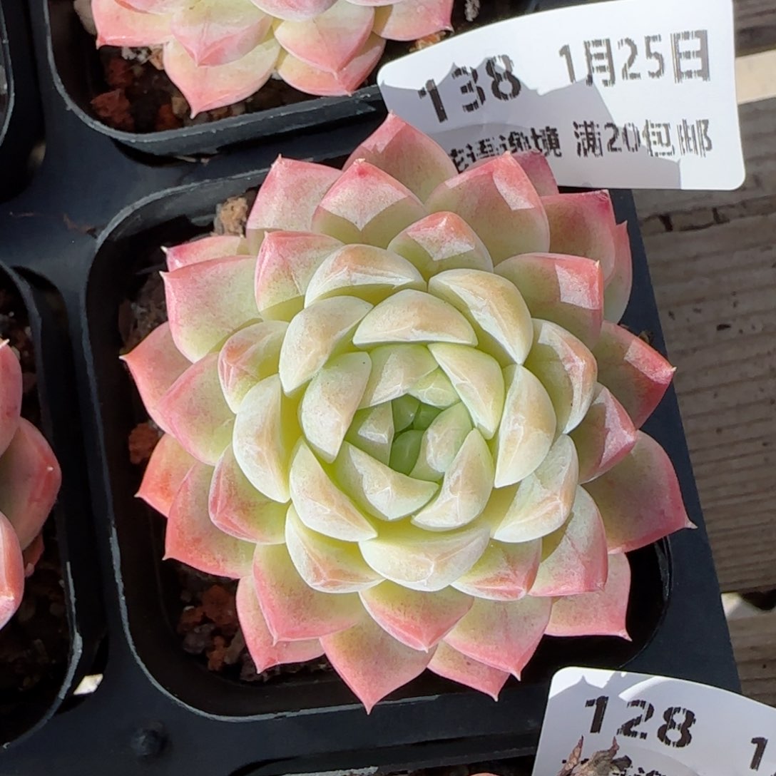 花语逸镜0125-138