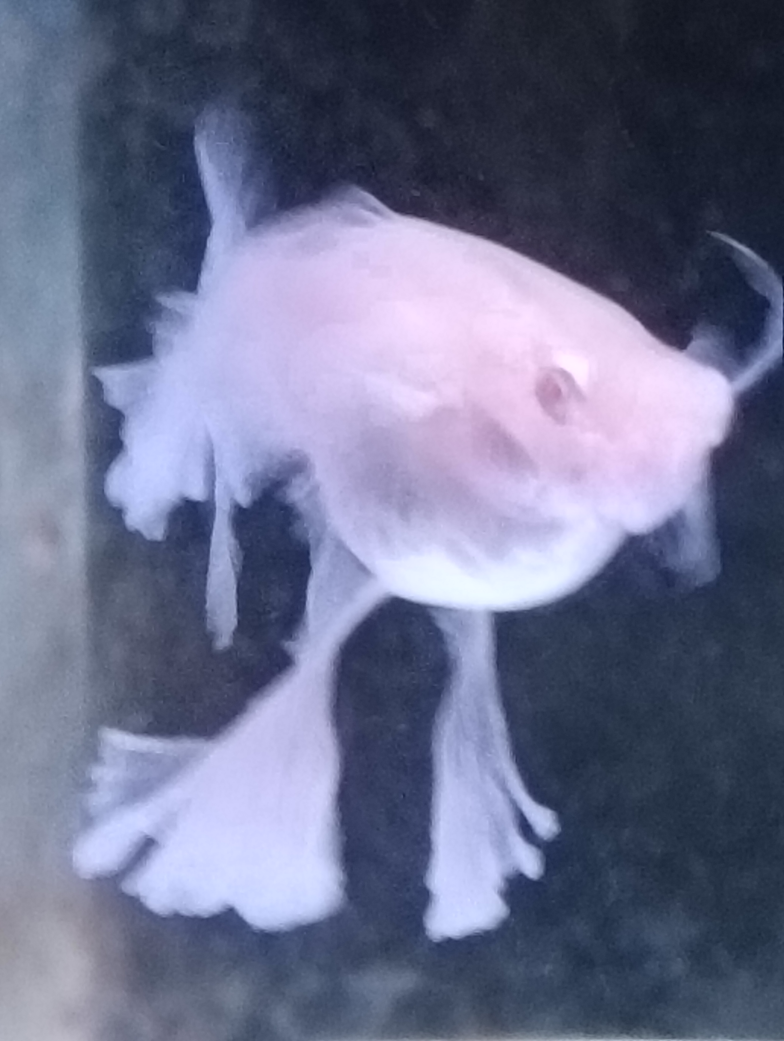 蓝白绣球精品种鱼