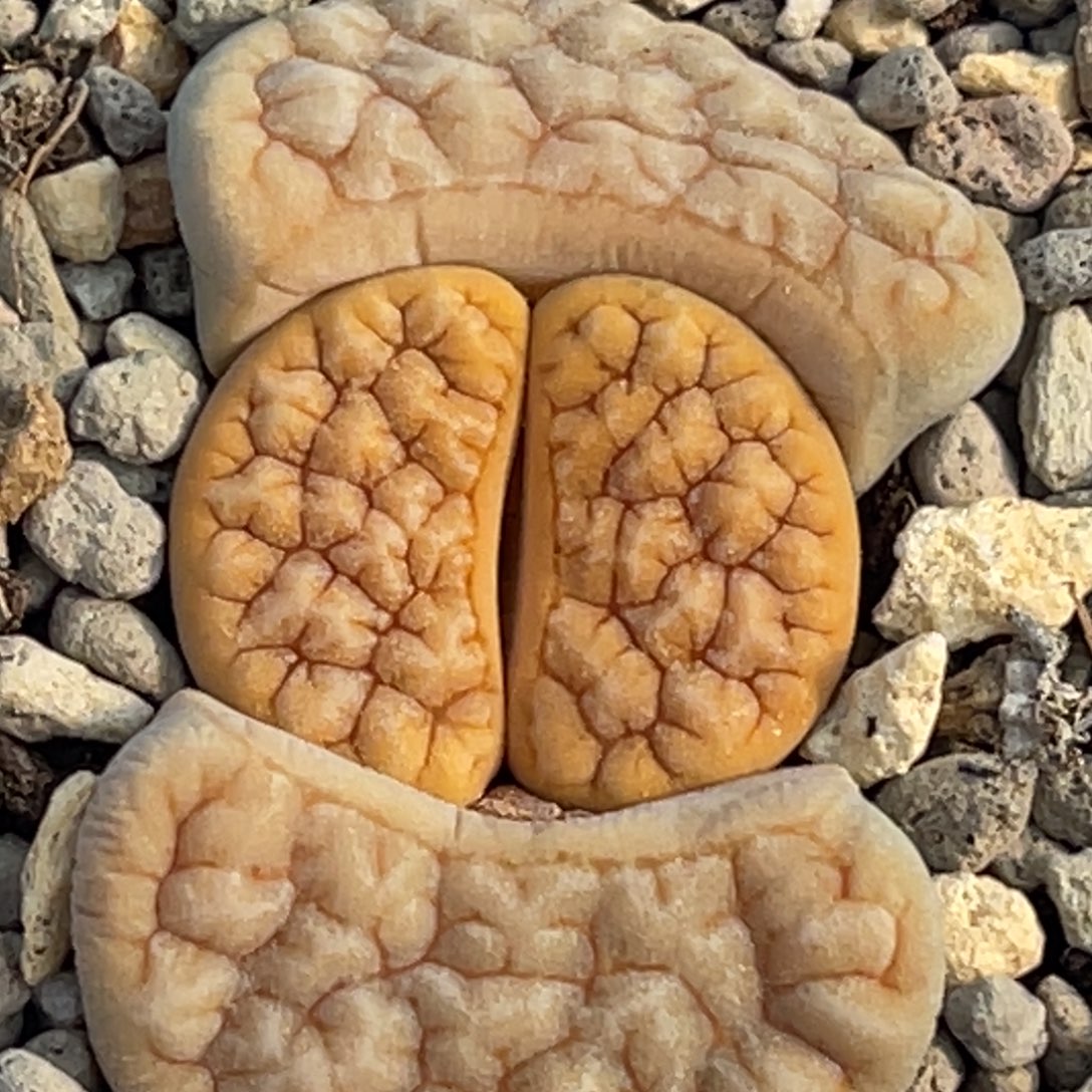 8842凹凸铁189一颗颗