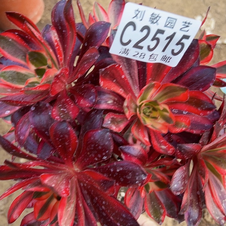 2515无毒锦多肉植物法师