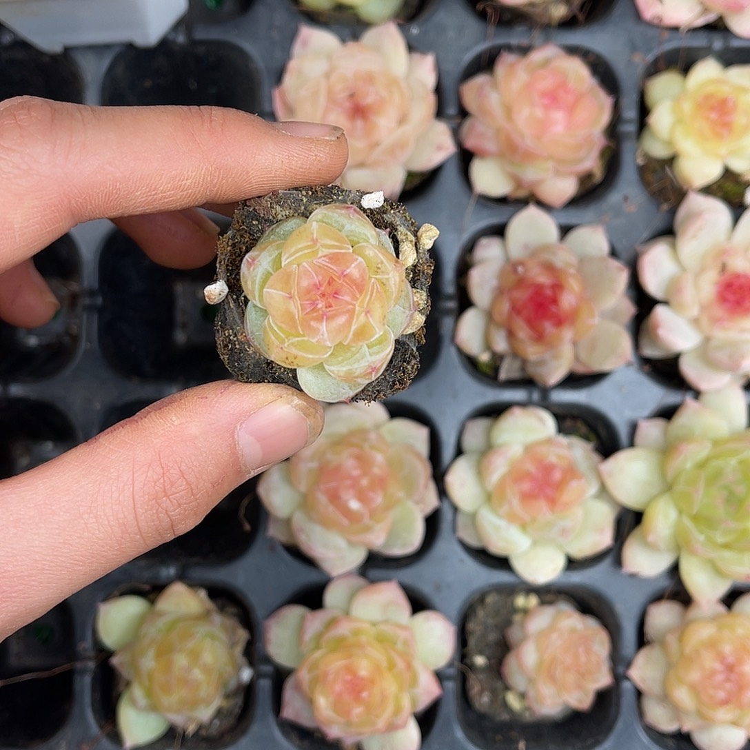 多肉一物一拍30-119