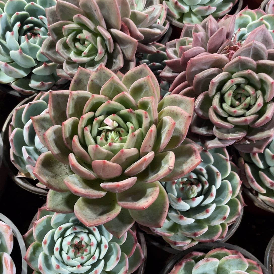 善***0酒红香槟3颗定向一起发