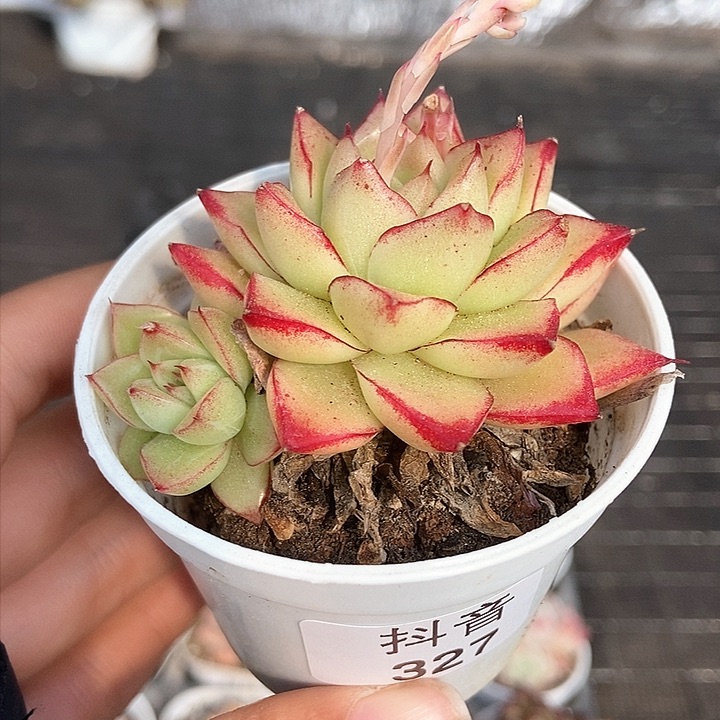 一物一拍满十元包邮发货 327