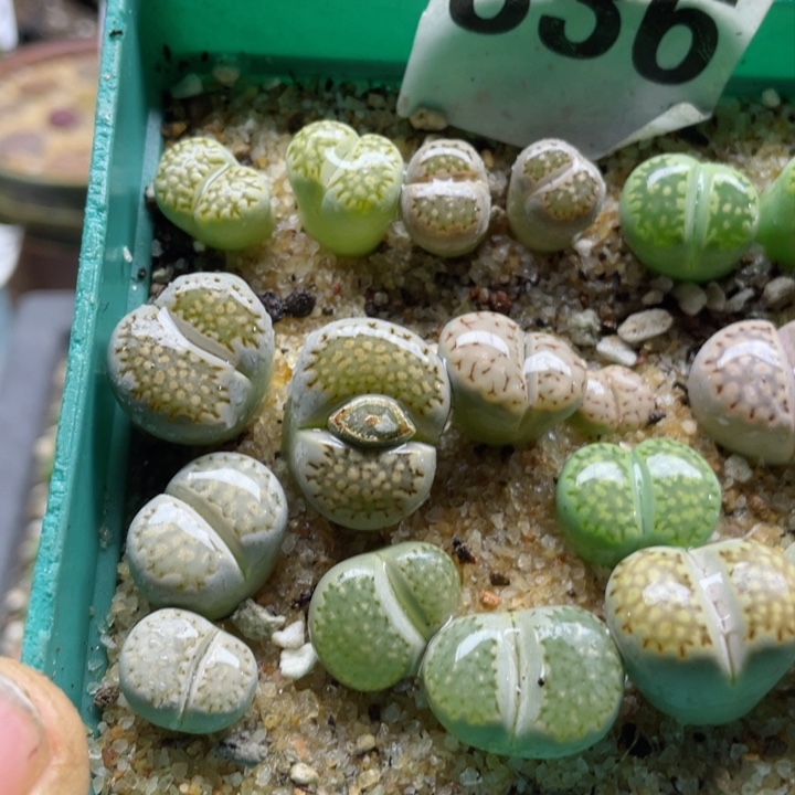 336寿利彩饼干带盆