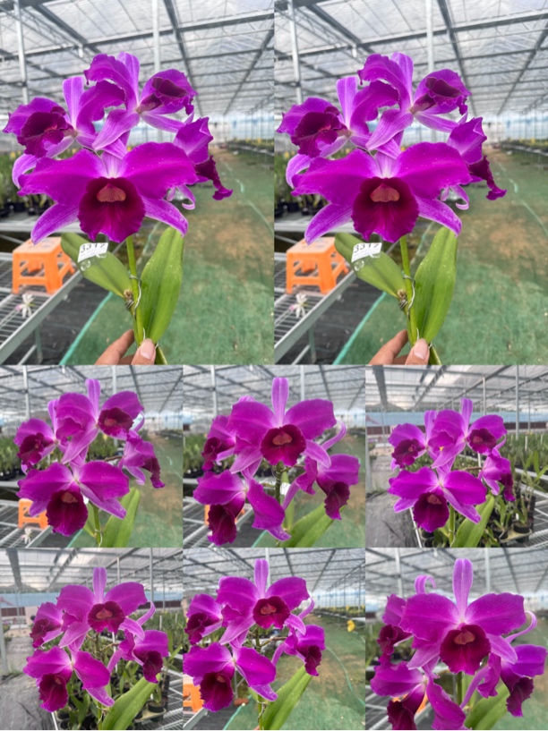 福香秋石斛一物一拍