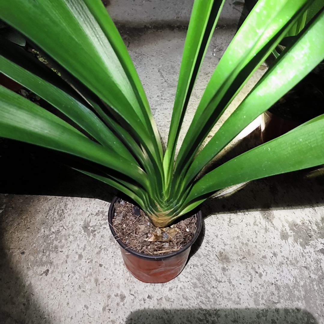 里***6当前无花栽培后可以开花盲盒大苗一颗拍品