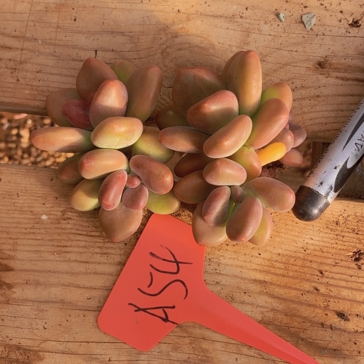 这个我都想了啊好开心的