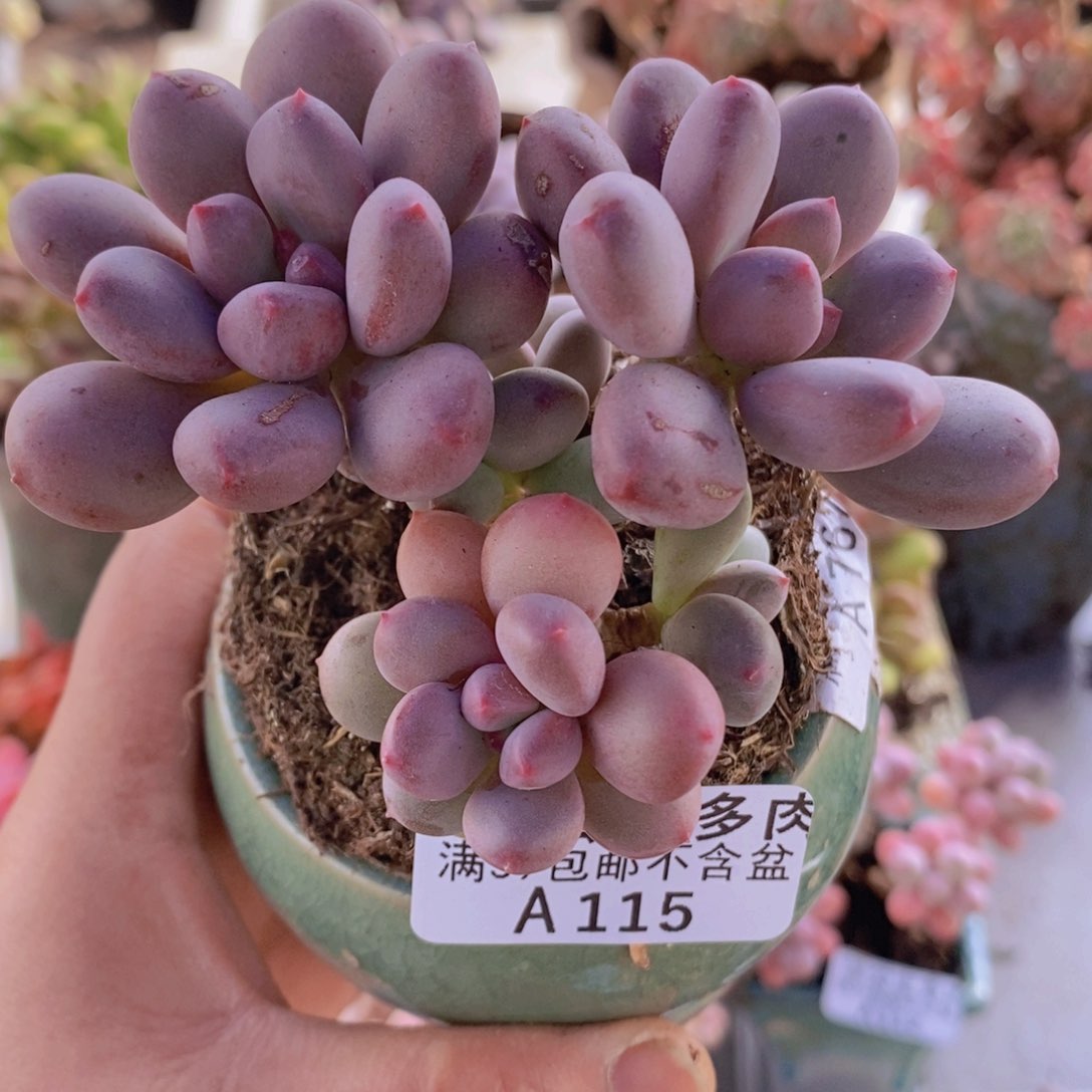 仙子奶8cm115多肉植物