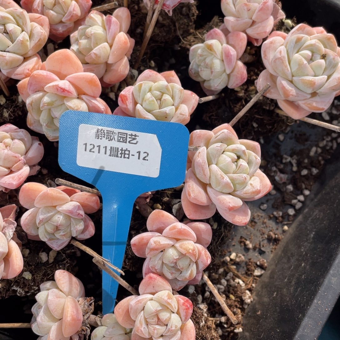 1212-12-飘枝樱花冰玉裙一颗量拍