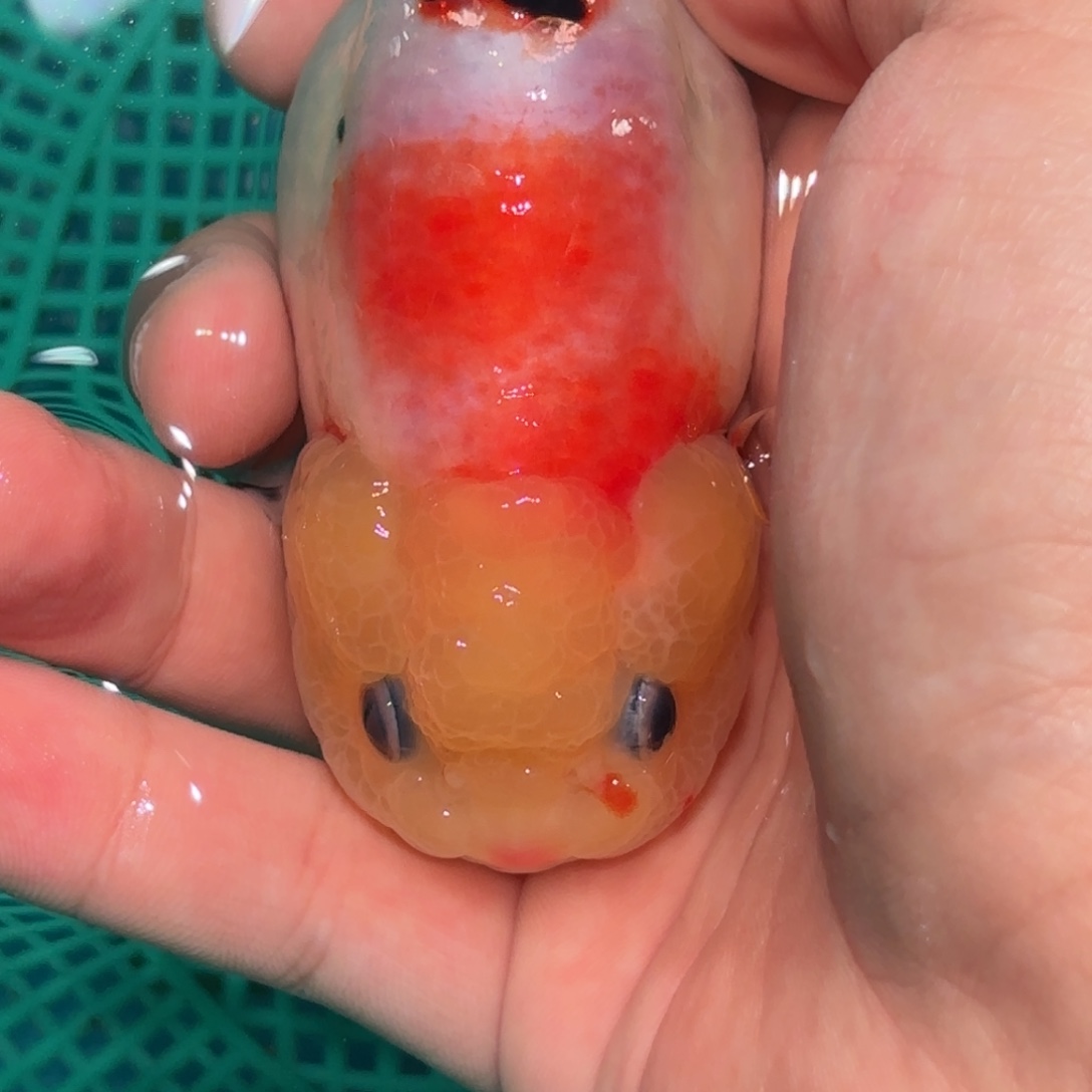 点***度金鱼拍包装包邮，没拍包装运费到付