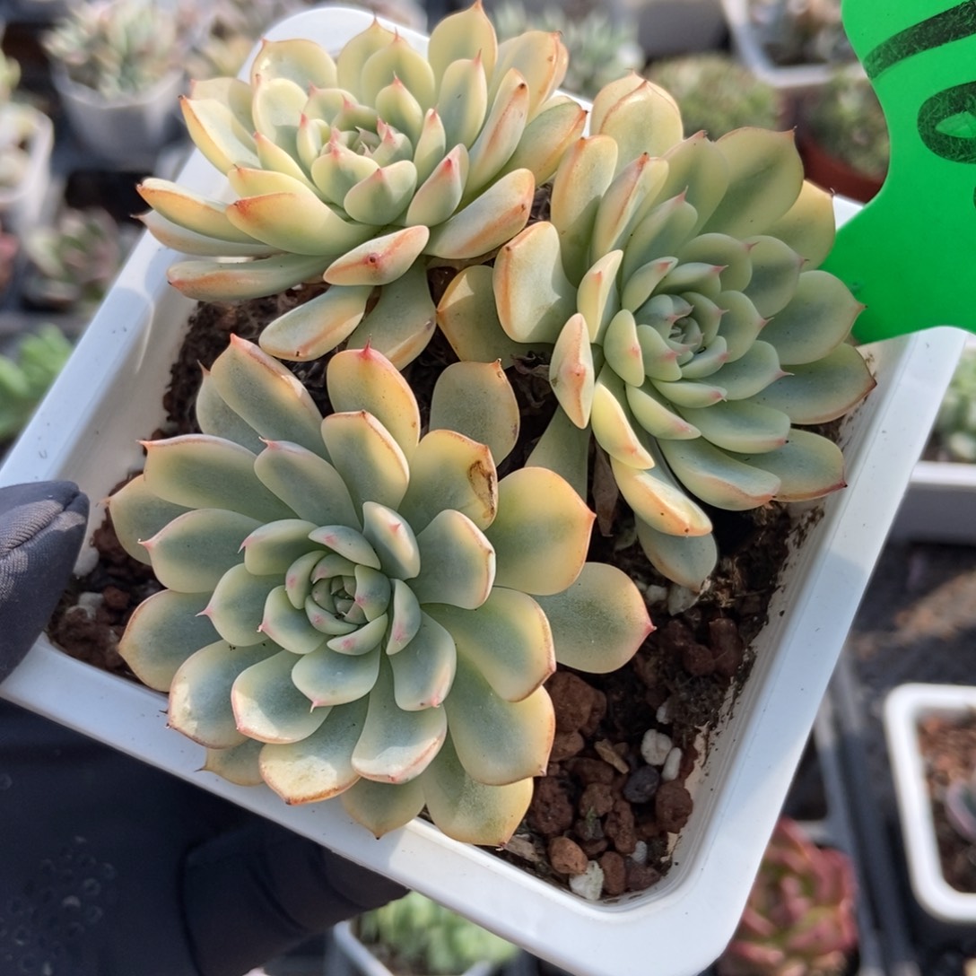 1661忌廉锦多肉植物