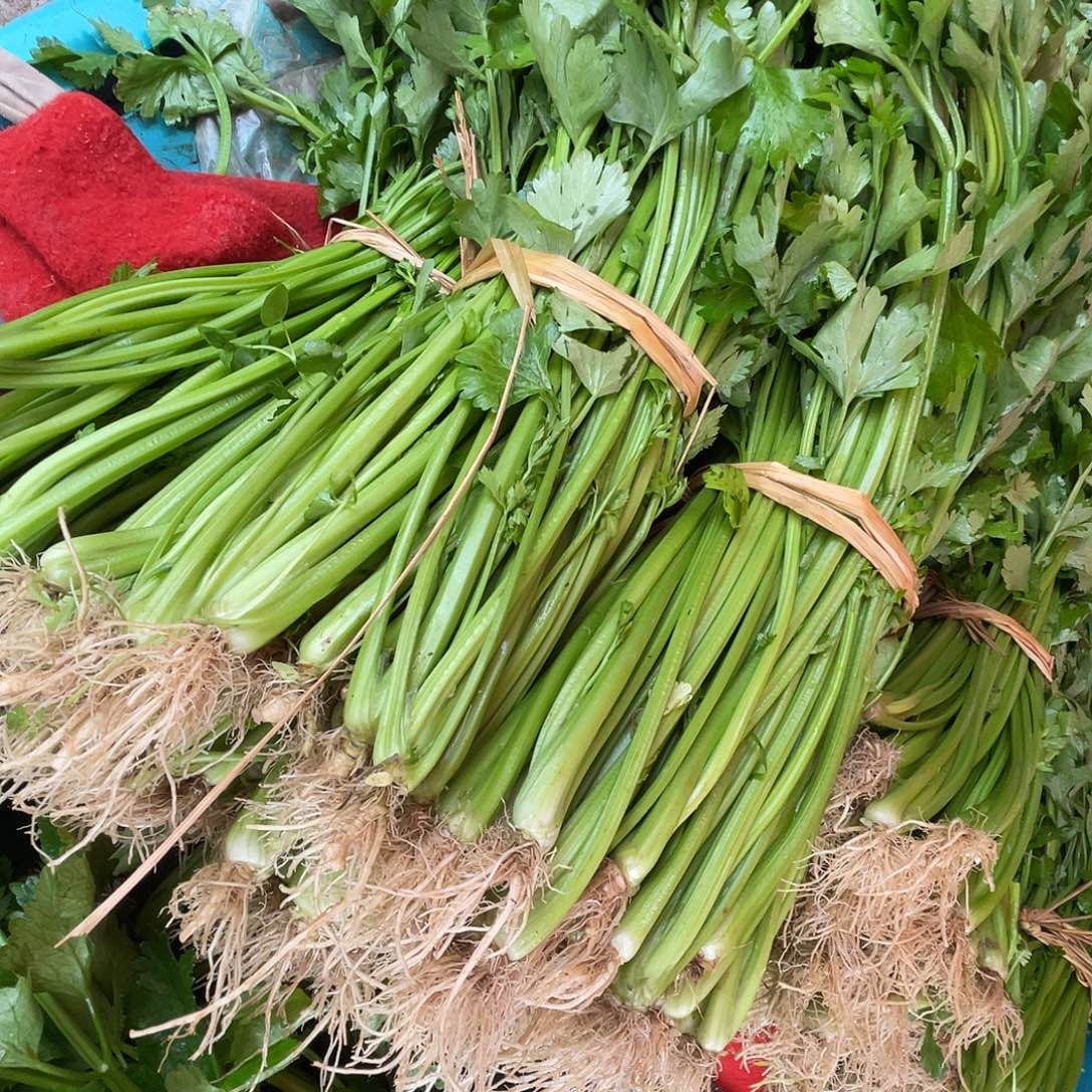 中国大陆农家自己种的实梗芹菜三斤