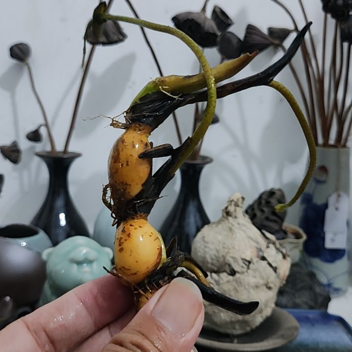 当前无花栽培后可以开花金苹果种藕1支