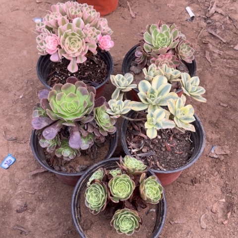 292多肉植物组合，
