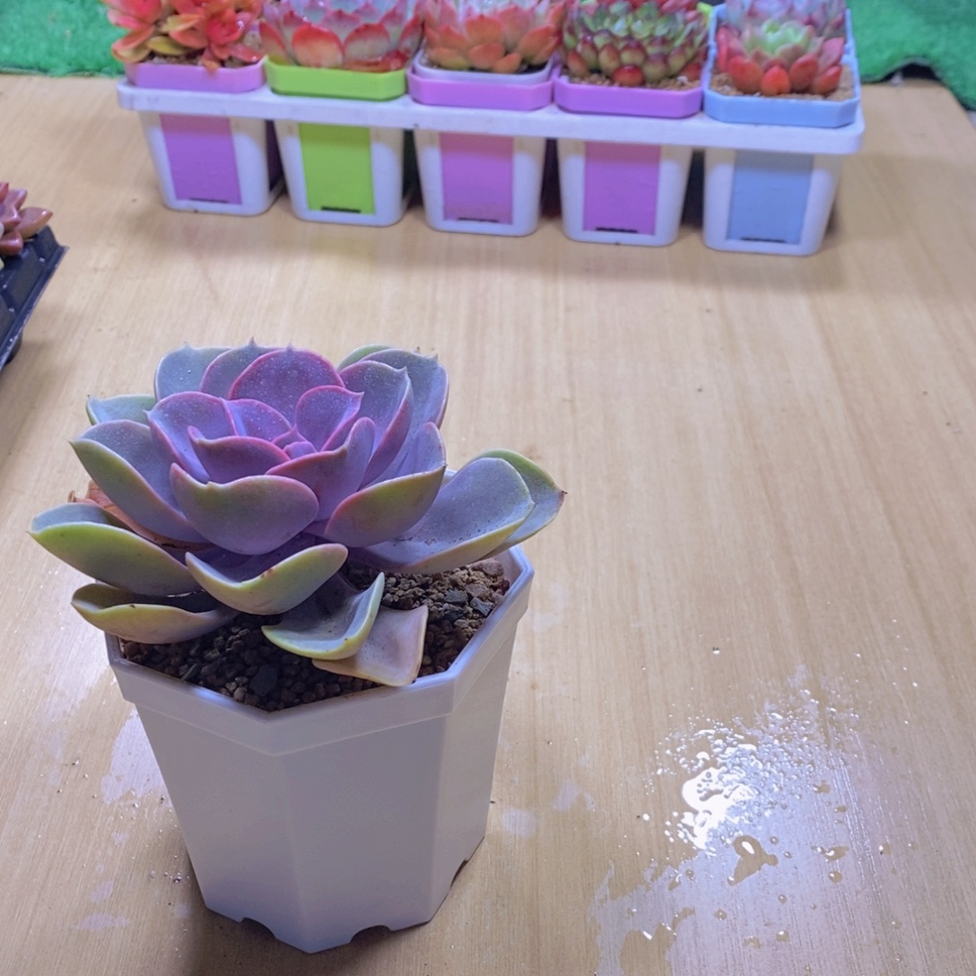 无花朵多肉植物紫珍珠110