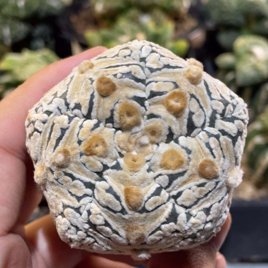 无花朵五瓣V子兜 仙人球