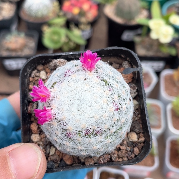 814白鸟仙人球植物