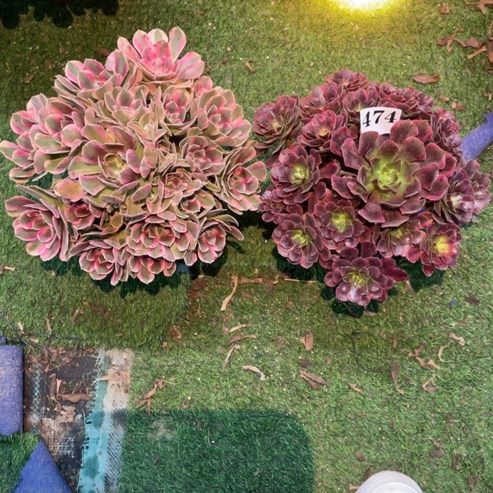 474号两颗法师组合