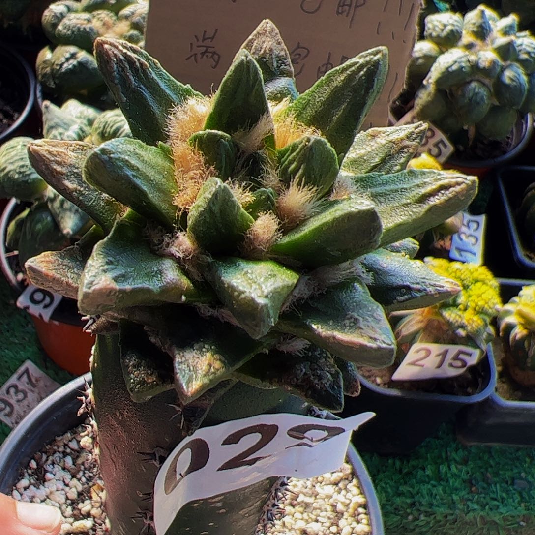 无花朵短尤龙角牡丹029