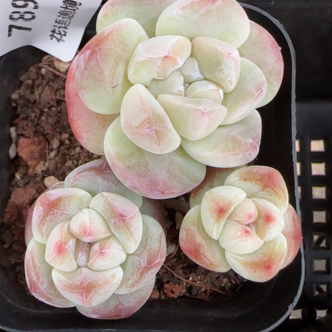 花语逸镜0204-789