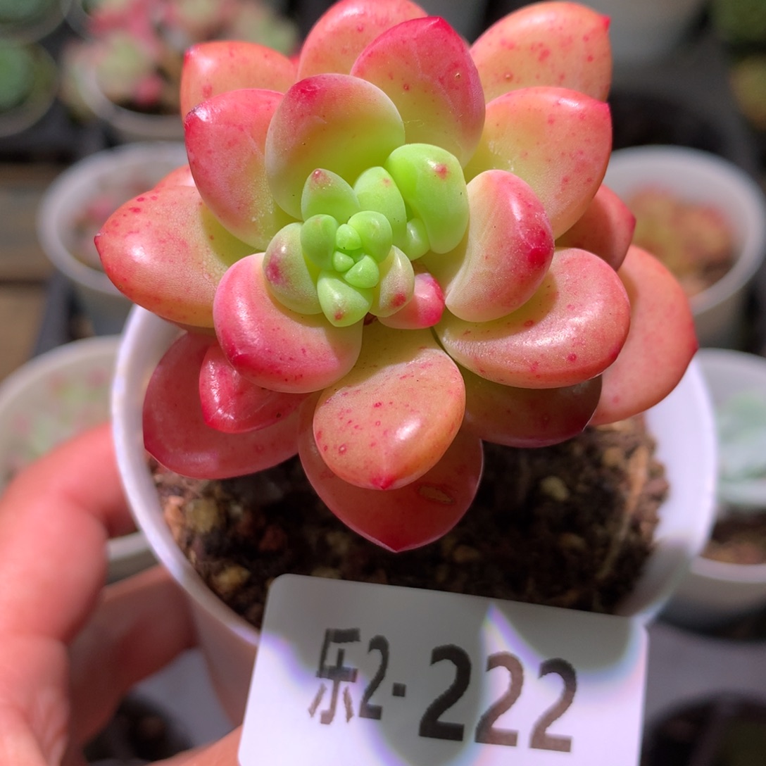 乐然 2-222 香格里拉 