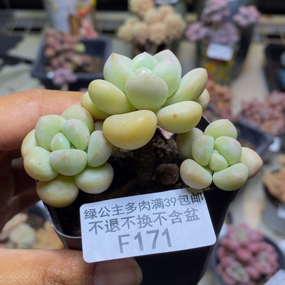 171萤火虫多肉4c m