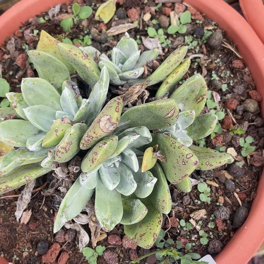 半*紗苹果我叶杂交老桩903