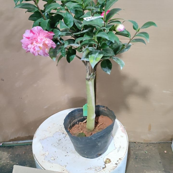 934锦麒麟，原盆原土发货，不包邮