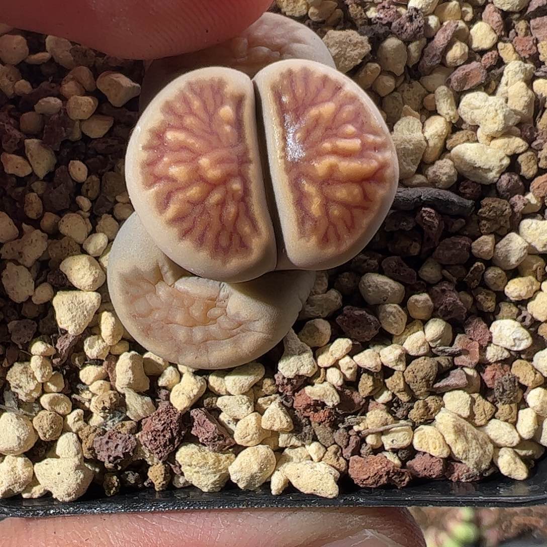 000227 一物一拍脱土发