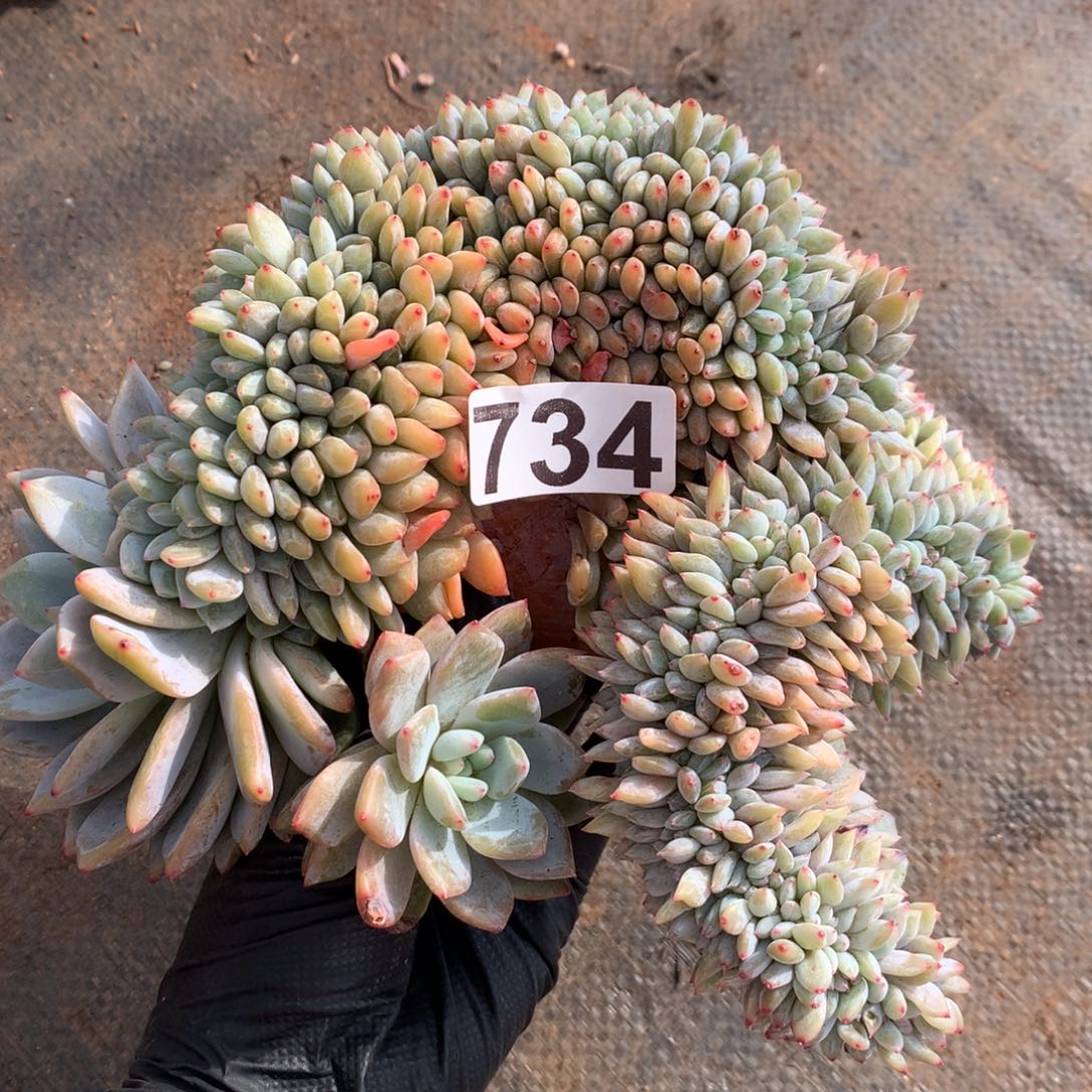 734号新疆西藏内蒙古不包邮的