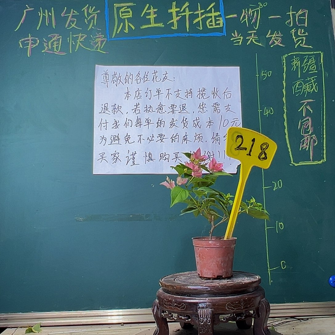 当前无花栽培后可以开花暗斑水晶掌中宝218
