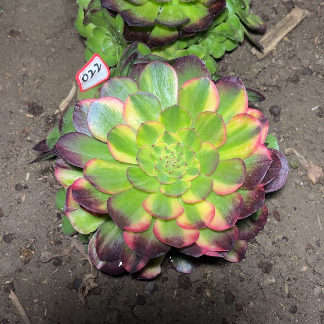 022多肉植物万七彩桩子有2个砍头痕迹