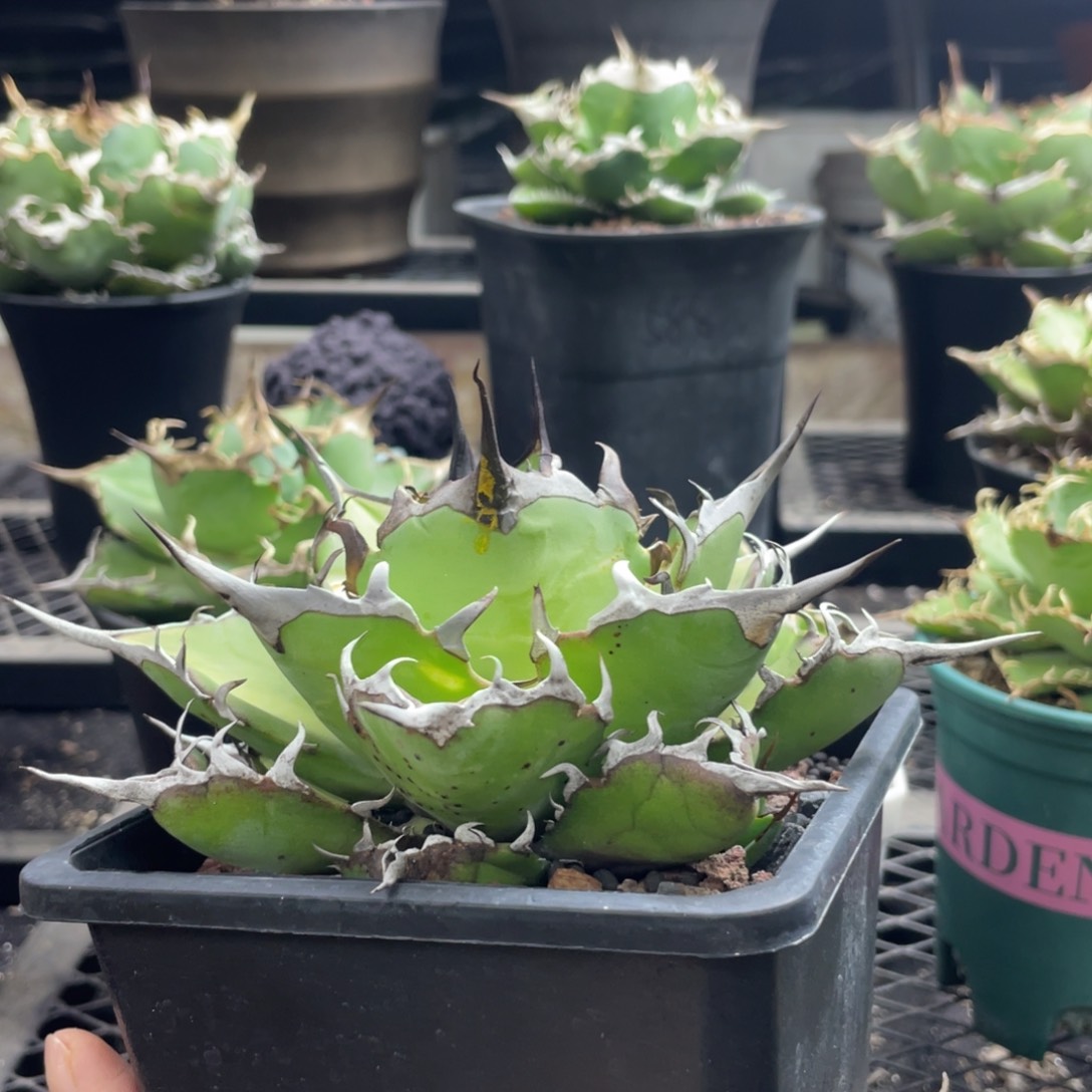 【闪购商品】黑帝斯。      控养