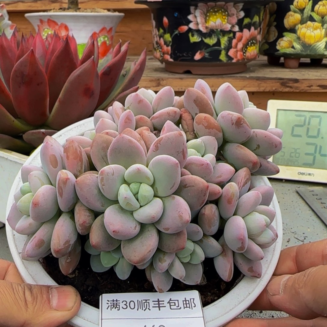 468红洛神多肉群生多头