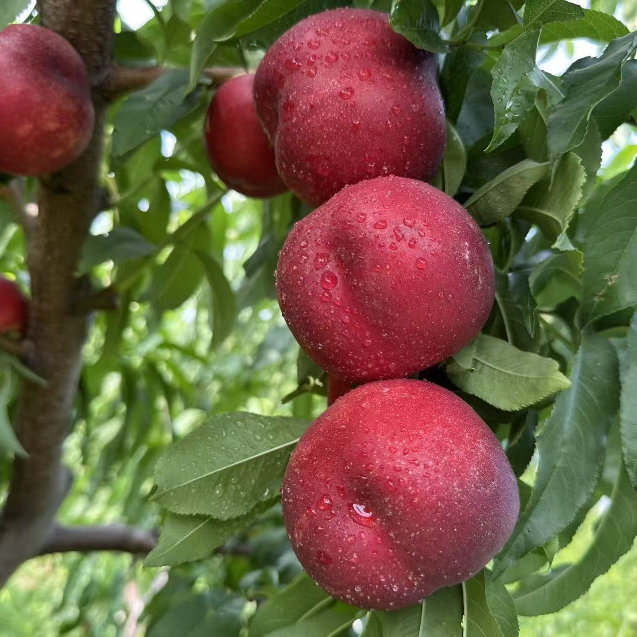 随意选 2颗苗或5颗苗一年成品苗