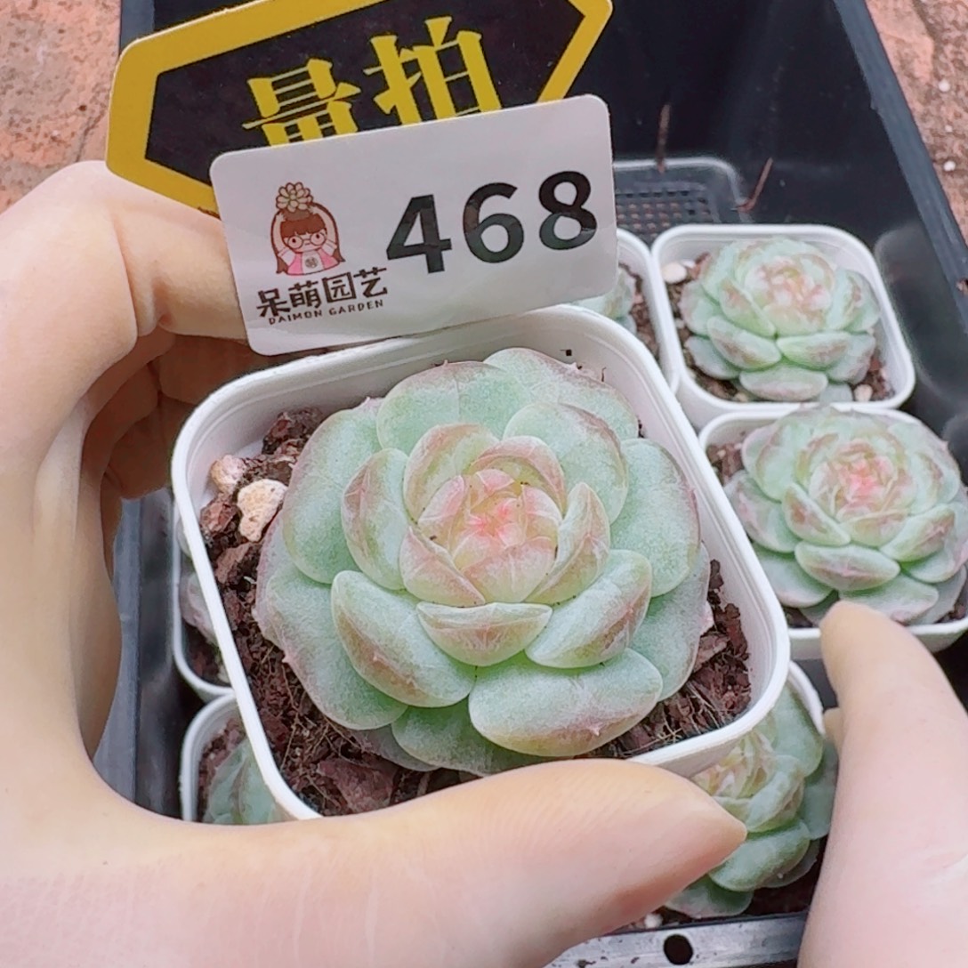 多肉植物多肉植物