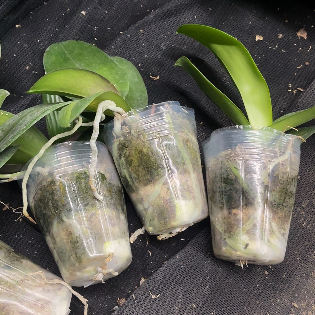 当前无花栽培后可以开花蝴蝶兰弯弯实生3.0控剑