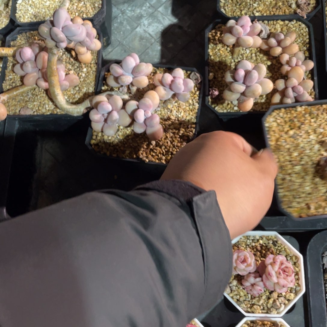 桃蛋四头启发多肉一个一组