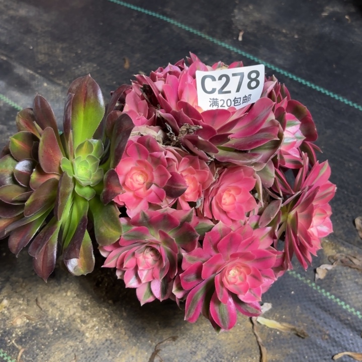 瑞妈一物一拍 278