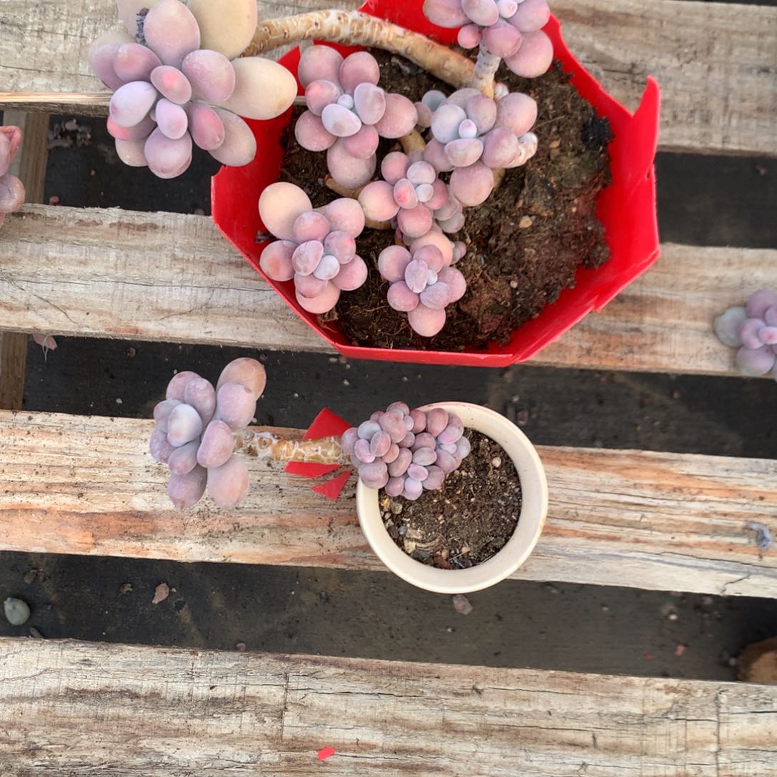 玲***茶桃蛋老桩一处瑕疵不带盆65号