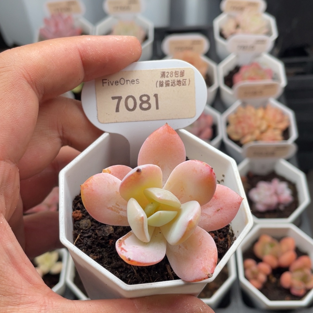 奶茶7081-5.5厘米