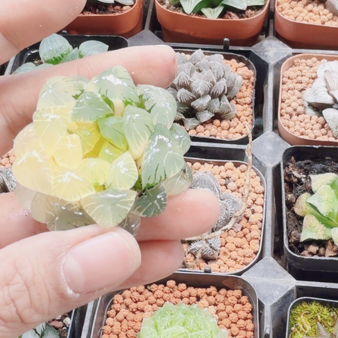 老***三无花朵十二卷 实生冰灯锦裸根