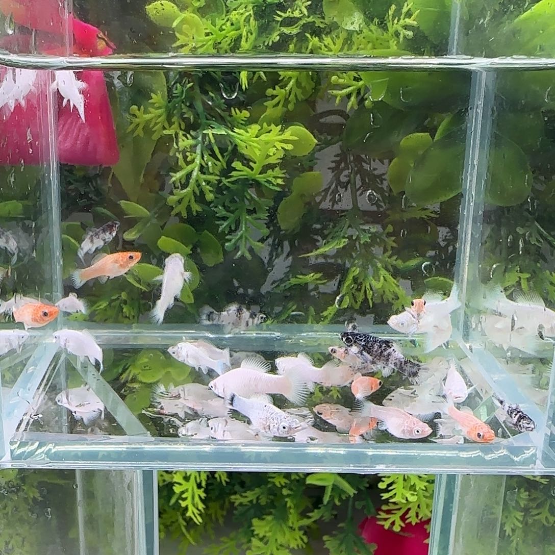 孔雀鱼钻石玛丽13条剩下全送